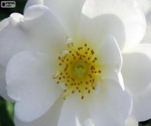 Puzzle Λευκό λουλούδι